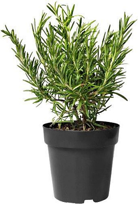 Растение Розмарин d14 h30
