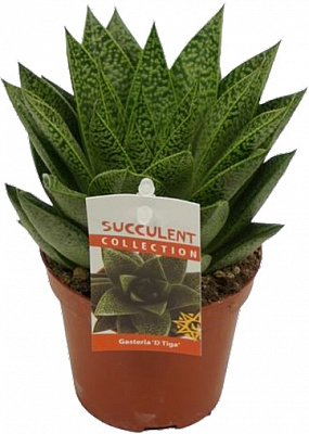 Рослина Гастерія d9/h15 Tiga