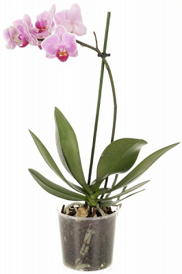 Растение комнатное Фаленопсис 1 ветка (А2) 9/25