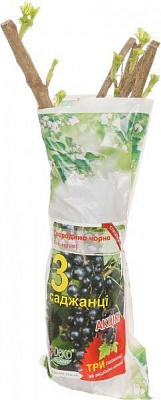 Саженец смородины черной Вернисаж 3 шт.