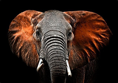 Картина Слон 100x70 см Styler GL-00748 