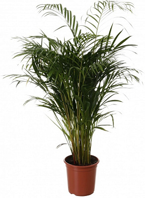 Растение комнатное Арека 24/120