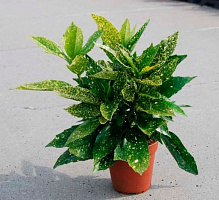 Растение Аукуба d17/h50