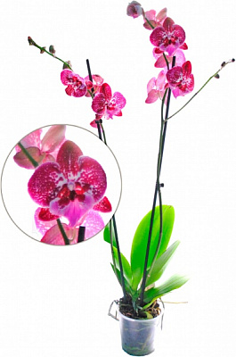 Растение Фаленопсис Мутунт микс 2 ствола 12х70