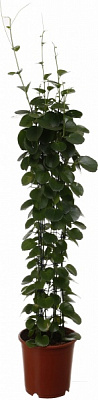 Растение комнатное Циссус зеленый на опоре d24/h120