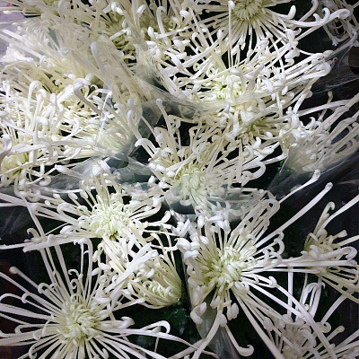 Рослина Хризантема 13x35 великоголова кремова Fire Works (Decorum)