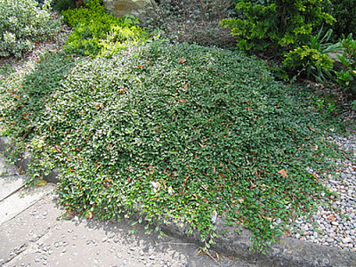 Растение Кизильник Даммера/Cotoneaster dammeri С3/H30-40