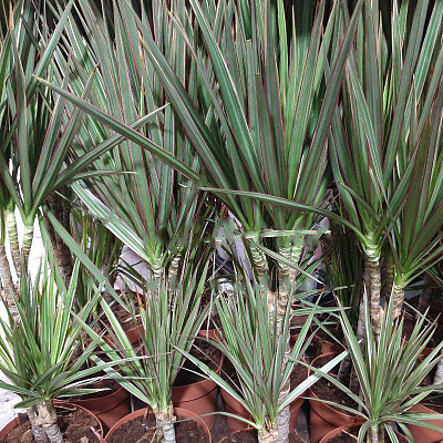 Растение Драцена 17х70 Bicolor 2 ствола