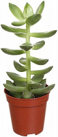 Растение Сукулент 5.5х10 см