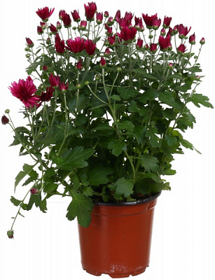 Рослина кімнатна хризантема d12