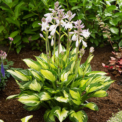 Корневище Яскрава Хоста Colored Hulk 