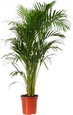 Растение Пальма Арека 24х120 см
