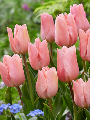 Цибулина тюльпана простого раннього Апрікот Б'юті 3 шт. TUBERBULB Export B.V.