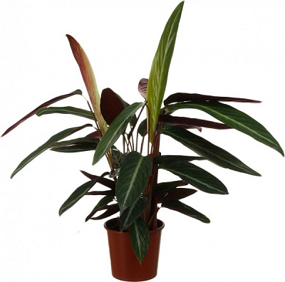 Растение комнатное Строманте Страйпстар d17/h60