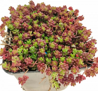 Растение Очиток белый Coral Carpet С1