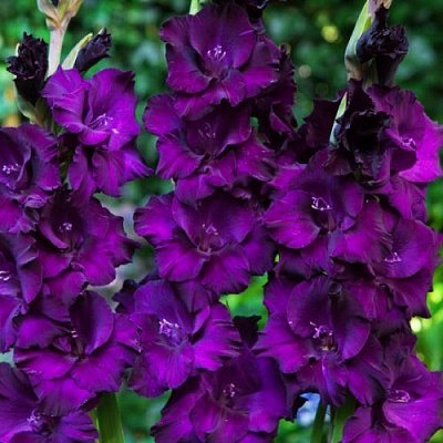 Луковица Гладиолуса Момбаса