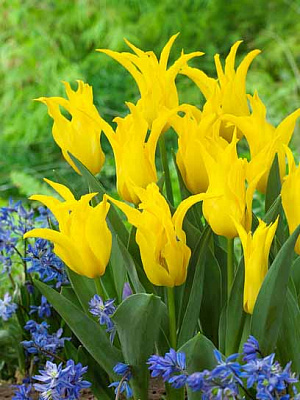 Луковица тюльпана лилиецветного Шидам 3 шт. 