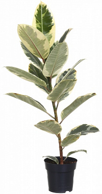 Растение Фикус эластика микс 9/15