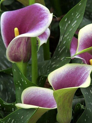 Клубень каллы Пикассо 1 шт. 