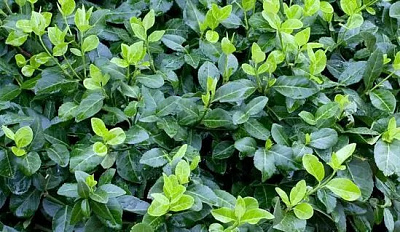 Рослина Бересклет форчуна 'Hort's Blaze'/Euonymus fort. 'Hort's Blaze' С3 / Н 20-30