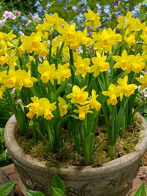 Луковица нарцисса Тет-а-Тет 3 шт. 