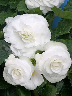 Бульба бегонії повної Білої 1 шт.