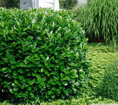 Растение Прунус (Лавровишня) Ротундифолия d17/h50