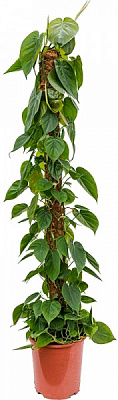 Растение Филодендрон на опоре d15/h50 