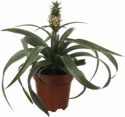 Растение комнатное Ананас 12/45