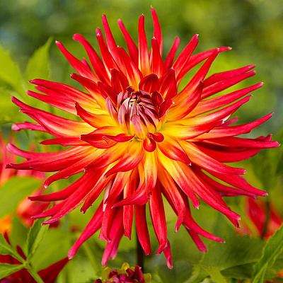 Георгина Bora Bora 1 шт. Яскрава