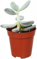 Растение Пахифитум 6х8 см