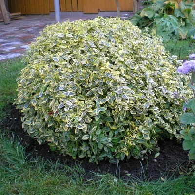 Растение Бересклет Форчуна,С2