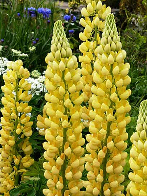 Корневище люпина Шанделиер 1 шт. 