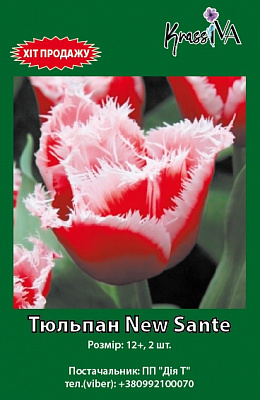 Цибулина KrassIVA тюльпан New Sante 2 шт.