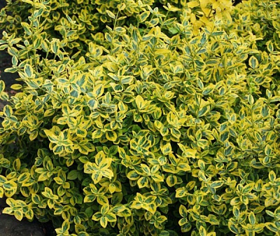Растение Бересклет / Euonymus fort.Emerald`n Gold Р14