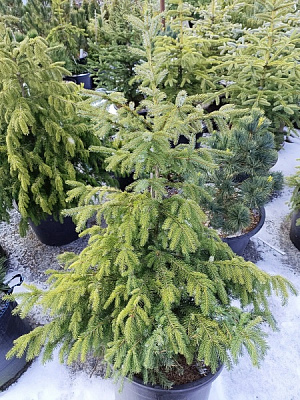 Растение Ель сербская (V19-F23 h160-180 WRB)
