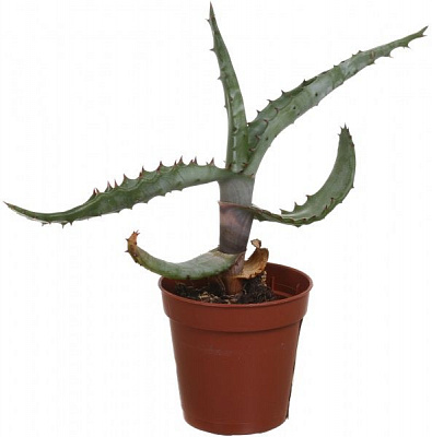 Растение комнатное Алоэ хавортия 5х15 см