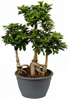 Рослина Фікус Гінсенг d26/h60