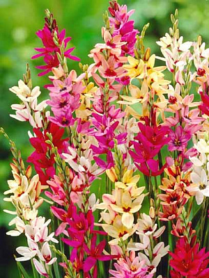 Клубнелуковица TUBERBULB Export B.V. иксии смесь 5 шт. 