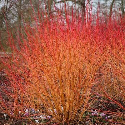 Растение Дерен красный Midwinter Fire (R21-F21 20-30 C3)