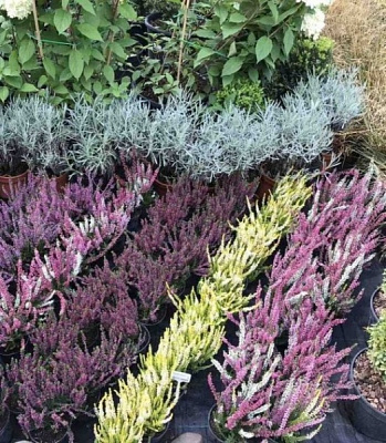 Рослина Верес / Calluna vulgaris в асортименті Р12