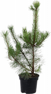 Рослина сосна чорна / Pinus nigra C3 H30-40 см