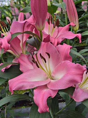 Луковица лилии ОТ Брусаго 1 шт. 