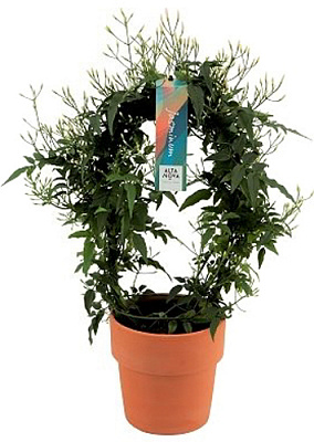 Растение декоративное Жасмин Polyanthum d12/h30