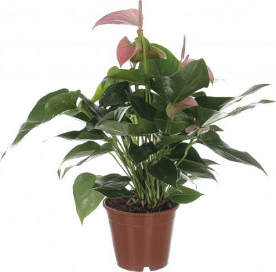 Растение АНТУРИУМ ФИОРИНО 14/50