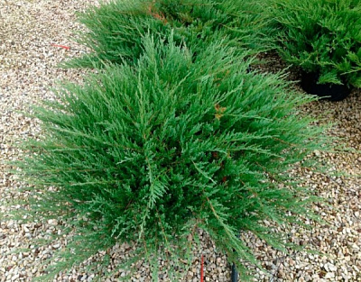 Рослина Ялівець Андора Компакт d15/h30