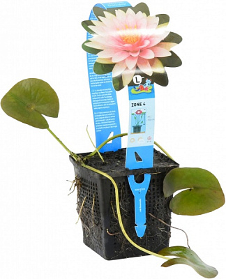 Растение Нимфея Madame Wilfron Gonnere ведро 10 л