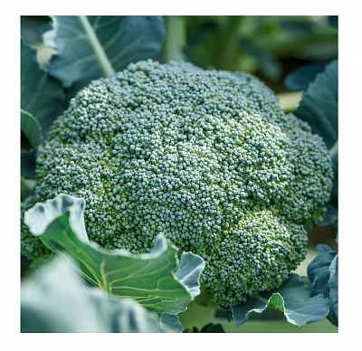 Семена Професійне насіння капуста брокколи Белстар F1 20 шт. (4820176697936)