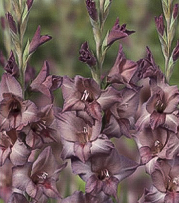 Луковица Яскрава Гладиолус Сhocolate 3 шт. 