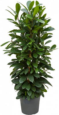 Рослина Фікус Ціатістіпула (Ficus Cyathistipula) d17/h70